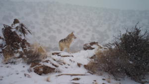 A Mexican Wolf standing on a snowy hill.
