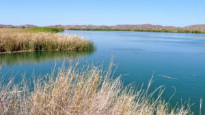 A body of water surrounded by grass and reeds.