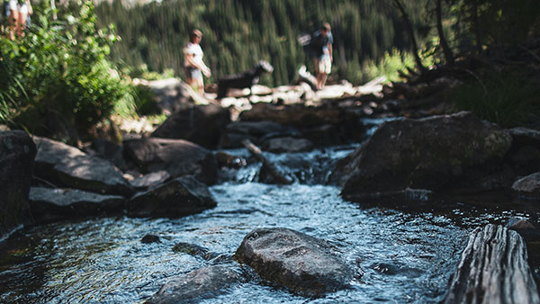 A stream in a wooded area.