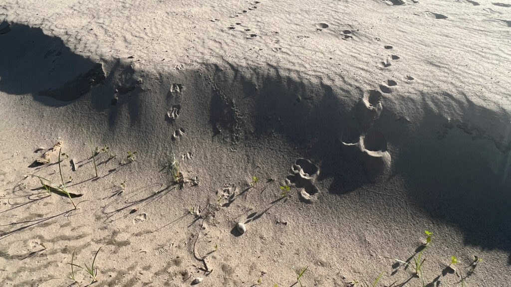 A water-drenched sand dune with footprints in the sand.