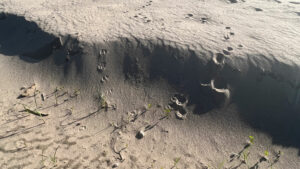 A water-drenched sand dune with footprints in the sand.