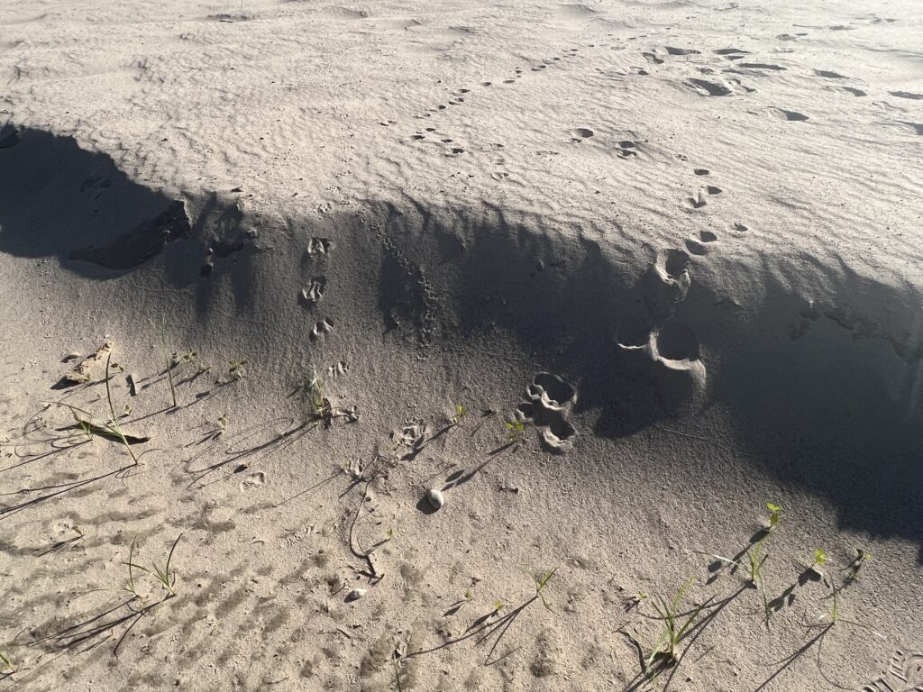 An aerial view of a sand dune with plants growing in it, showcasing resilient vegetation in arid environment.