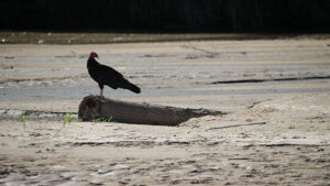 A bird perched on a log by the water.