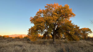 A tree in the middle of a field with mountains and water in the background.