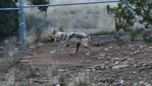 A grey wolf walking through a dirt field.