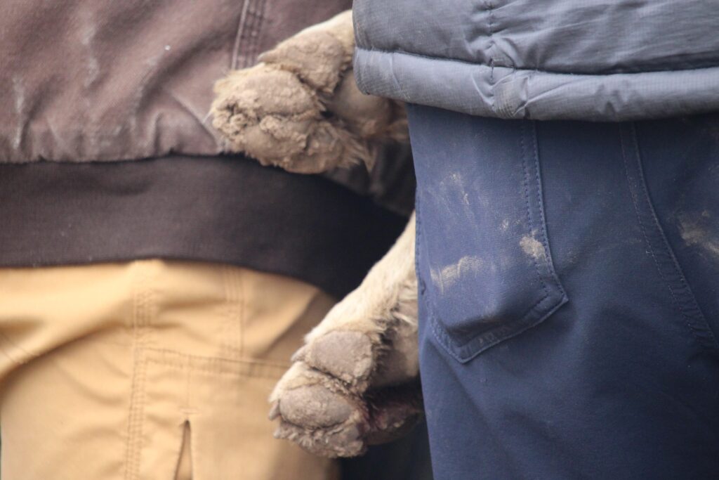 A pair of paws on a person's jacket near water.