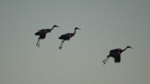 Three sandhill cranes flying in the sky above water.