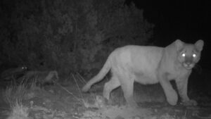 A night vision image of a mountain lion captured near water with glowing eyes due to the camera flash.