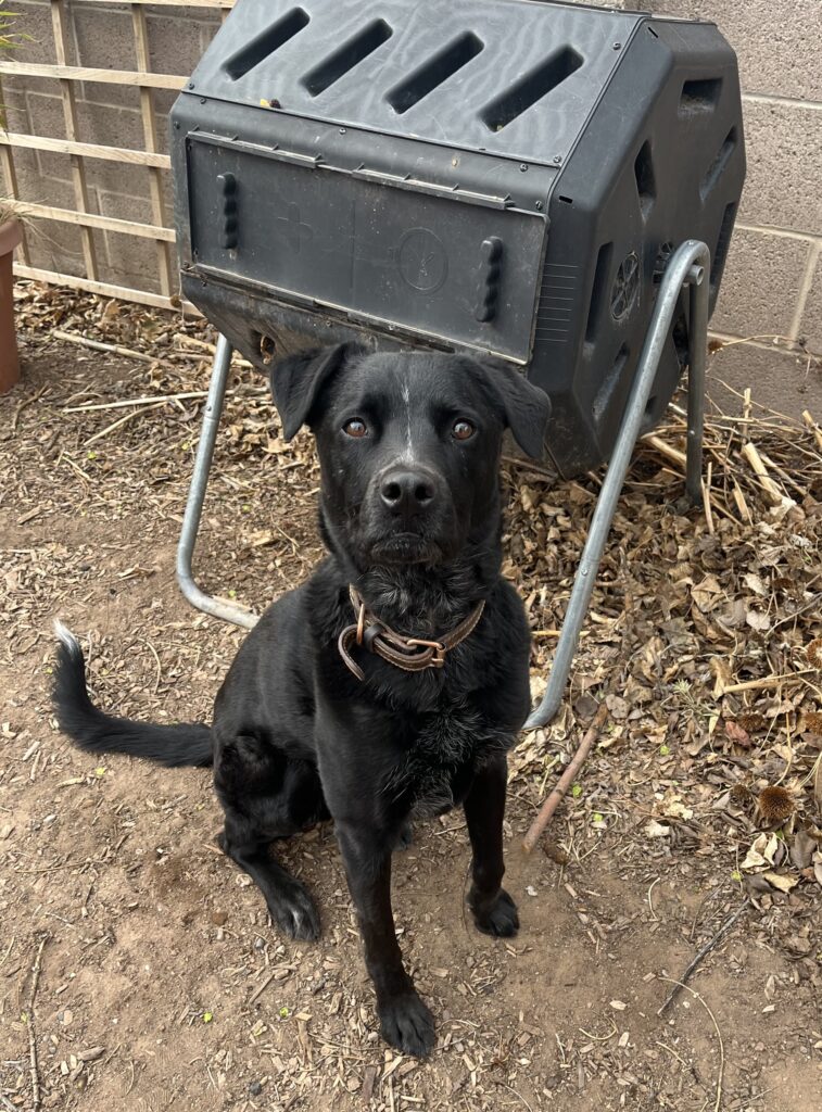 A black dog sitting in front of an overturned plastic bin filled with water outdoors.