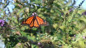 A monarch butterfly with open wings perched on a purple flower, surrounded by green foliage under a clear blue sky.