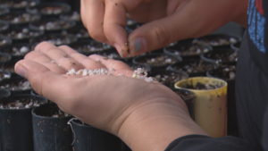 Close-up of hands sprinkling small white seeds into black soil-filled pots, suggesting a planting or gardening activity.