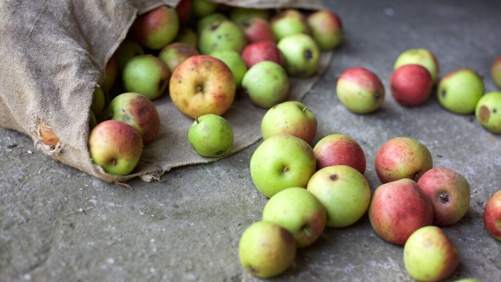 A burlap sack tipped over with multicolored apples spilled out on a concrete surface.