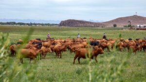 Cattle graze in a grassy field with cowboys on horseback in the background. A wire fence and green plants are in the foreground, with hills and a cloudy sky in the distance.