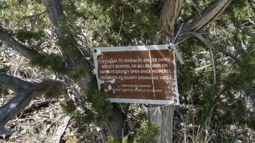 A weathered sign on a tree warns that vandalizing beaver dams or disturbing beavers is illegal on Santa Fe County open space property.