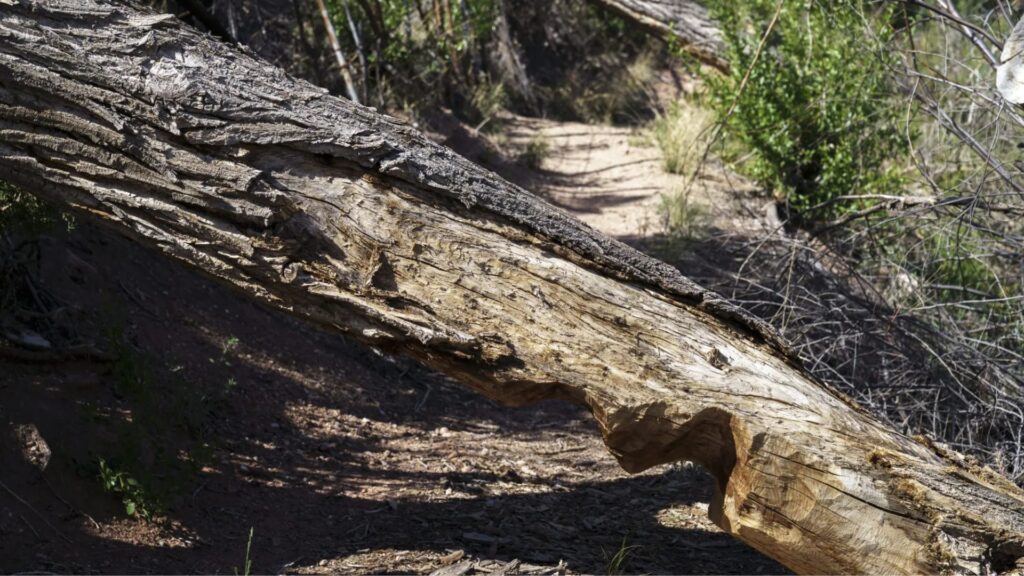 A fallen tree trunk blocks a dirt hiking trail in a wooded area with sunlight casting shadows on the ground.
