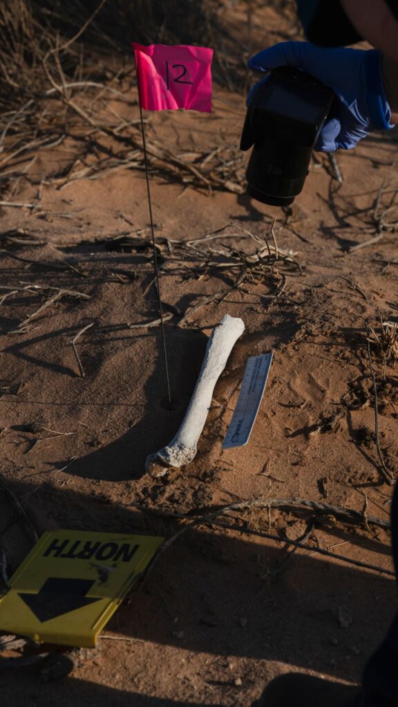 A bone lies partially buried in sand next to a ruler, a "NORTH" marker, and a pink flag labeled "12" while someone photographs it wearing blue gloves.