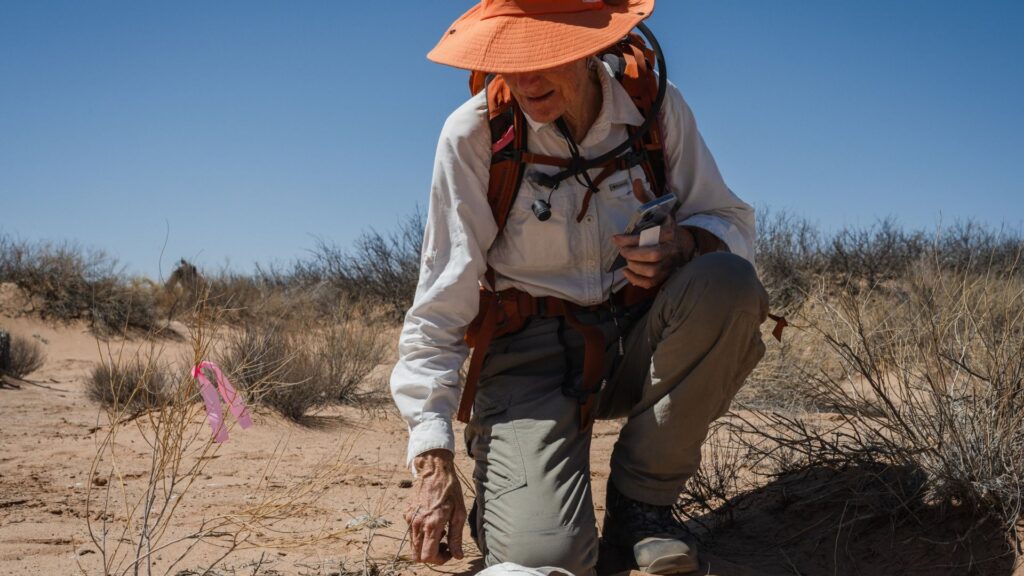 A person in outdoor clothing and an orange hat kneels on sandy ground in a dry, grassy landscape, holding a smartphone and touching the soil near a pink marker flag.