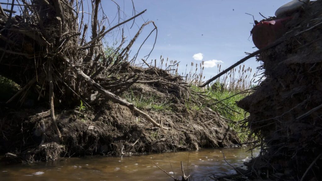 Low view of a muddy stream flowing between eroded banks with exposed roots and dry plants under a clear blue sky.