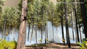 A forest with smoke rising among tall pine trees; a person in yellow safety gear stands near the smoke. Sky above is partly obscured by haze.