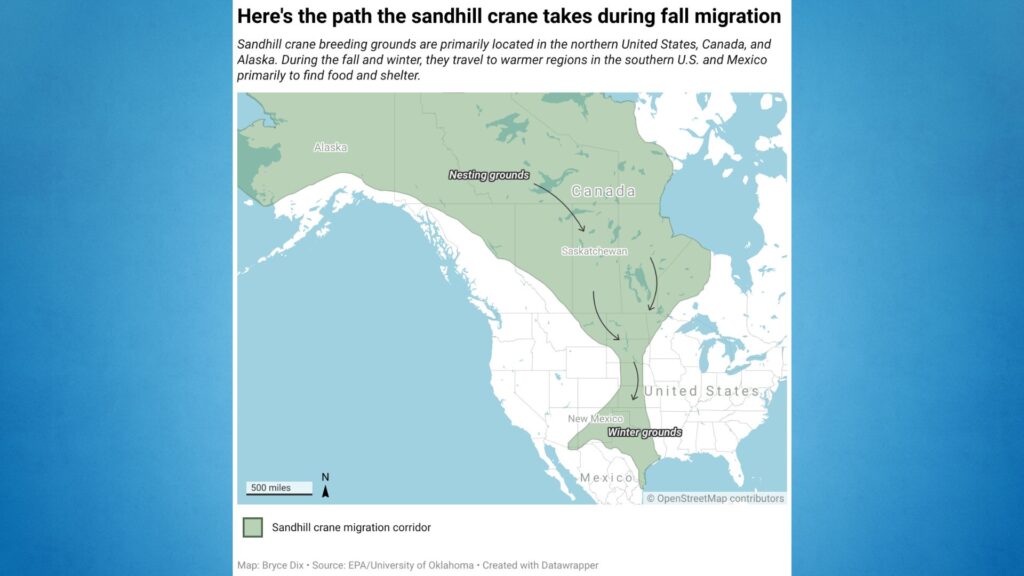 Map showing the sandhill crane's fall migration corridor from Canada and Alaska to the southern U.S. and Mexico, crossing central North America.
