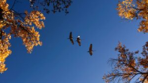 Three large birds fly in formation against a clear blue sky, framed by tree branches with golden autumn leaves.