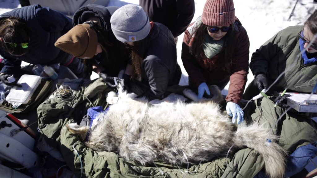 A group of people looking at a animal.