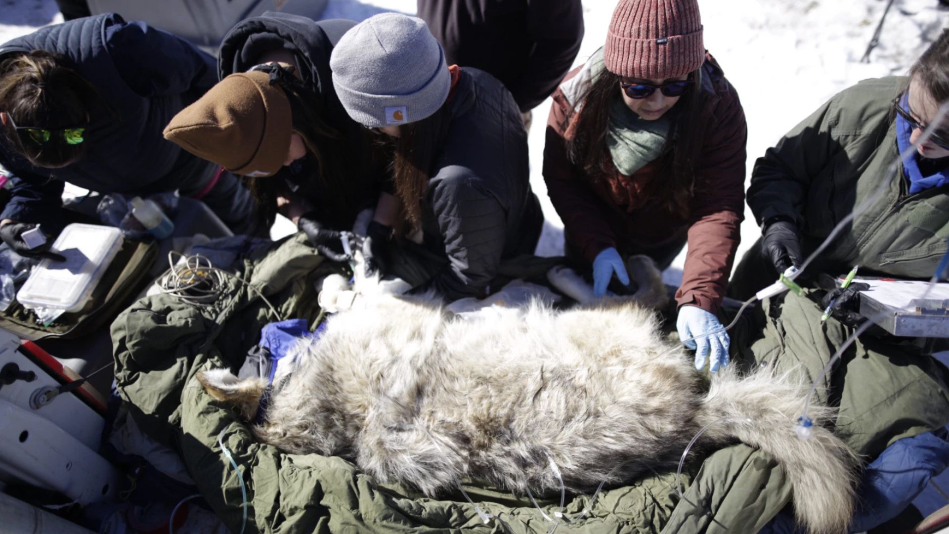 A group of people looking at a animal.
