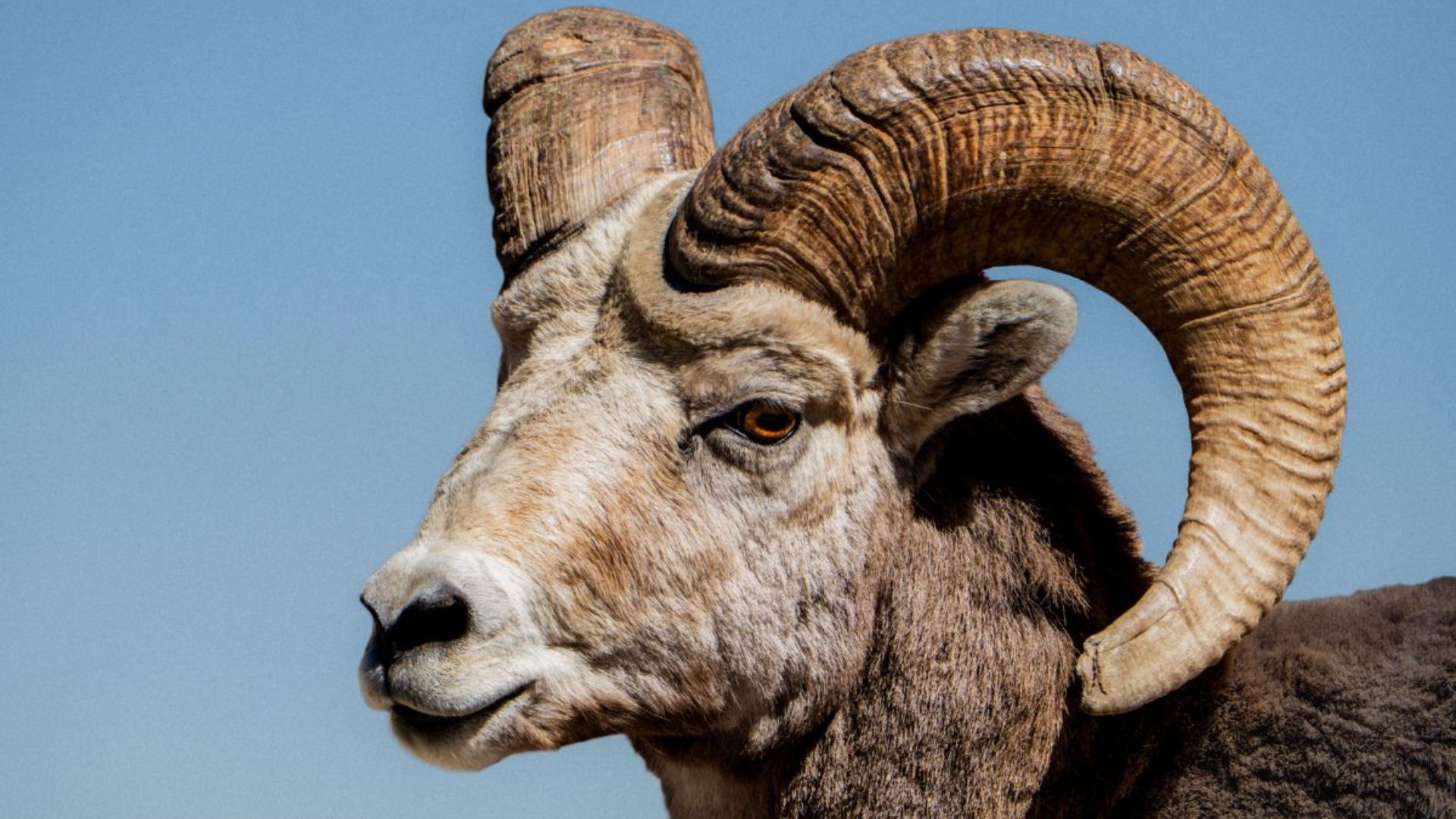 Close-up of a bighorn sheep with large curved horns against a clear blue sky.