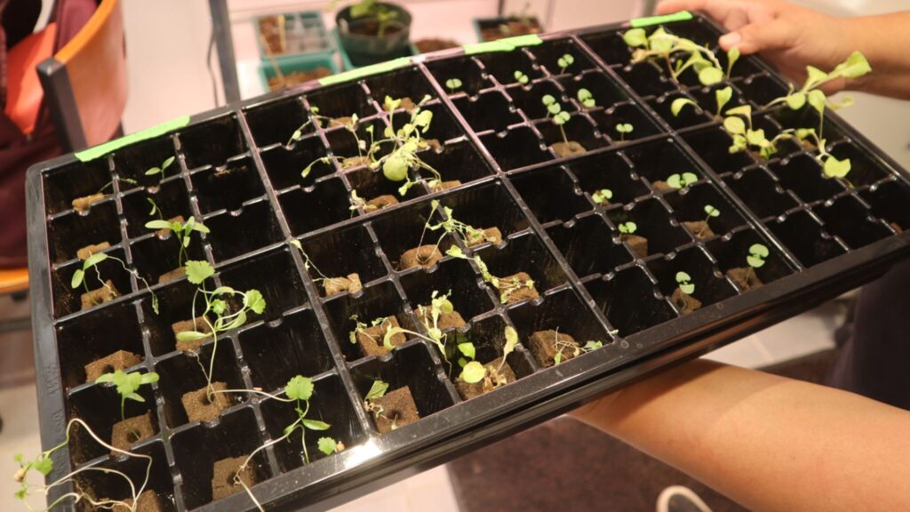 A person holds a black seedling tray with multiple compartments filled with young, small green plants at different growth stages.