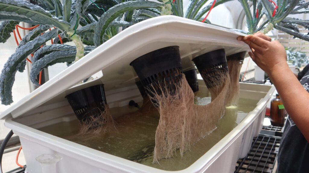 A person lifts the lid of a hydroponic system, revealing plant roots suspended in water with black net pots holding the plants above.