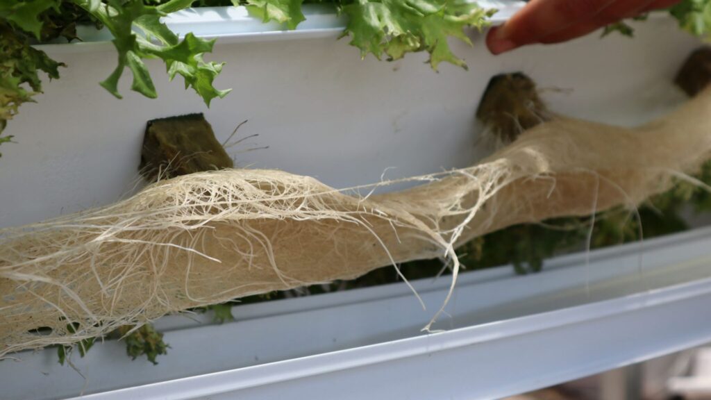 Close-up of hydroponic lettuce showing exposed roots in a white growing channel, with a hand reaching toward the plants from the upper right corner.