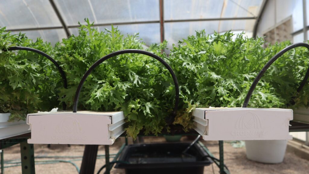 Hydroponic lettuce plants grow in white channels inside a greenhouse, with black irrigation tubes visible above the plants.