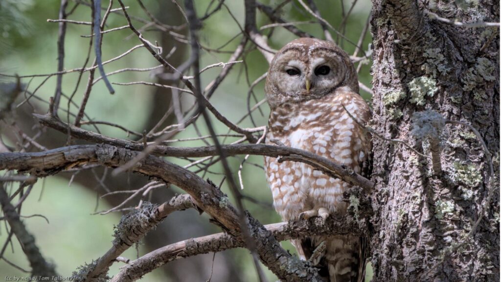 A brown and white owl is perched on a branch in a forest, surrounded by tree trunks and twigs with a blurred green background.