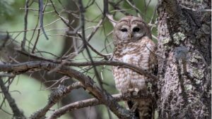 A brown and white owl is perched on a branch in a forest, surrounded by tree trunks and twigs with a blurred green background.