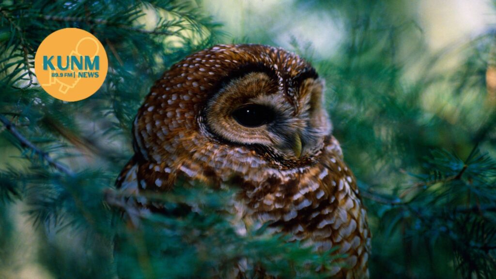 A brown and white spotted owl sits among green pine branches. The KUNM 89.9 FM News logo appears in the upper left corner.