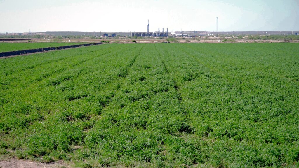 A green field of crops with an industrial facility in the background.