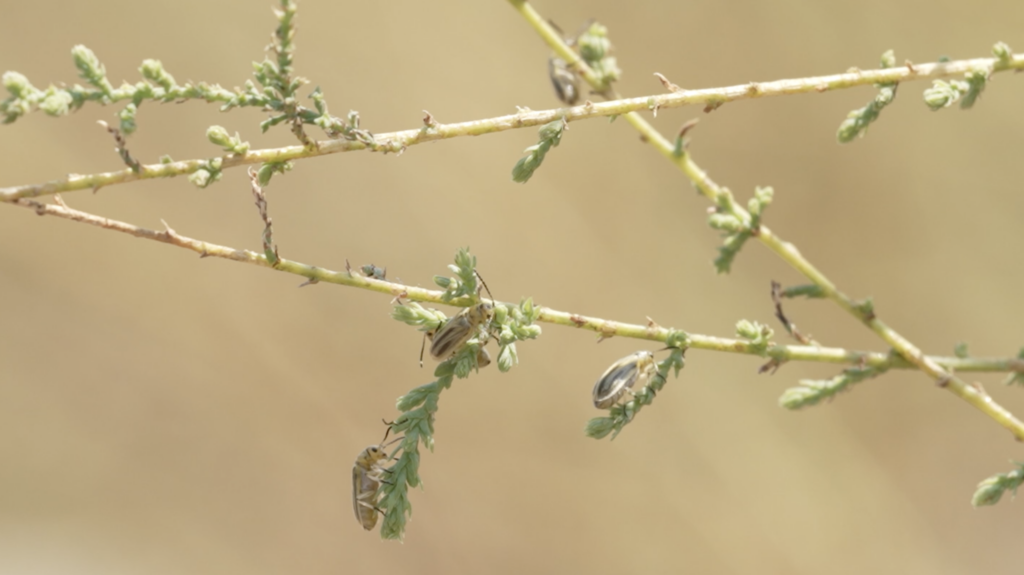 Four small, striped beetles resting on a thin, branching green stem.