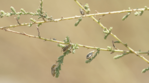 Four small, striped beetles resting on a thin, branching green stem.