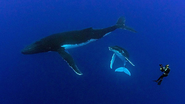 Two whales and a photographer underwater.