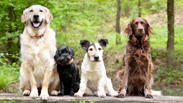 Four dogs of different breeds and sizes pose for a photo in front of greenery.