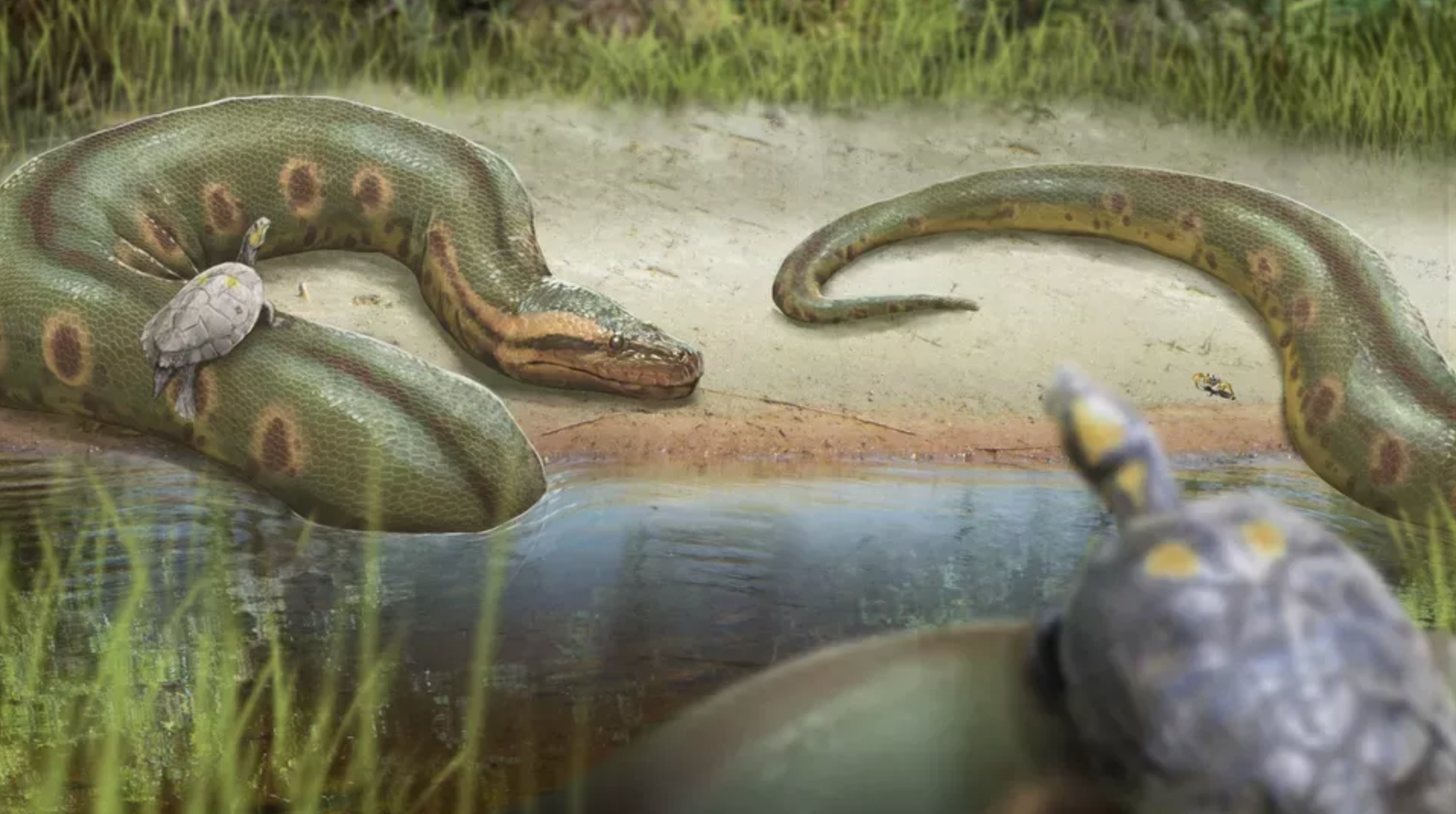 Illustration of primitive snakes and tortoises.