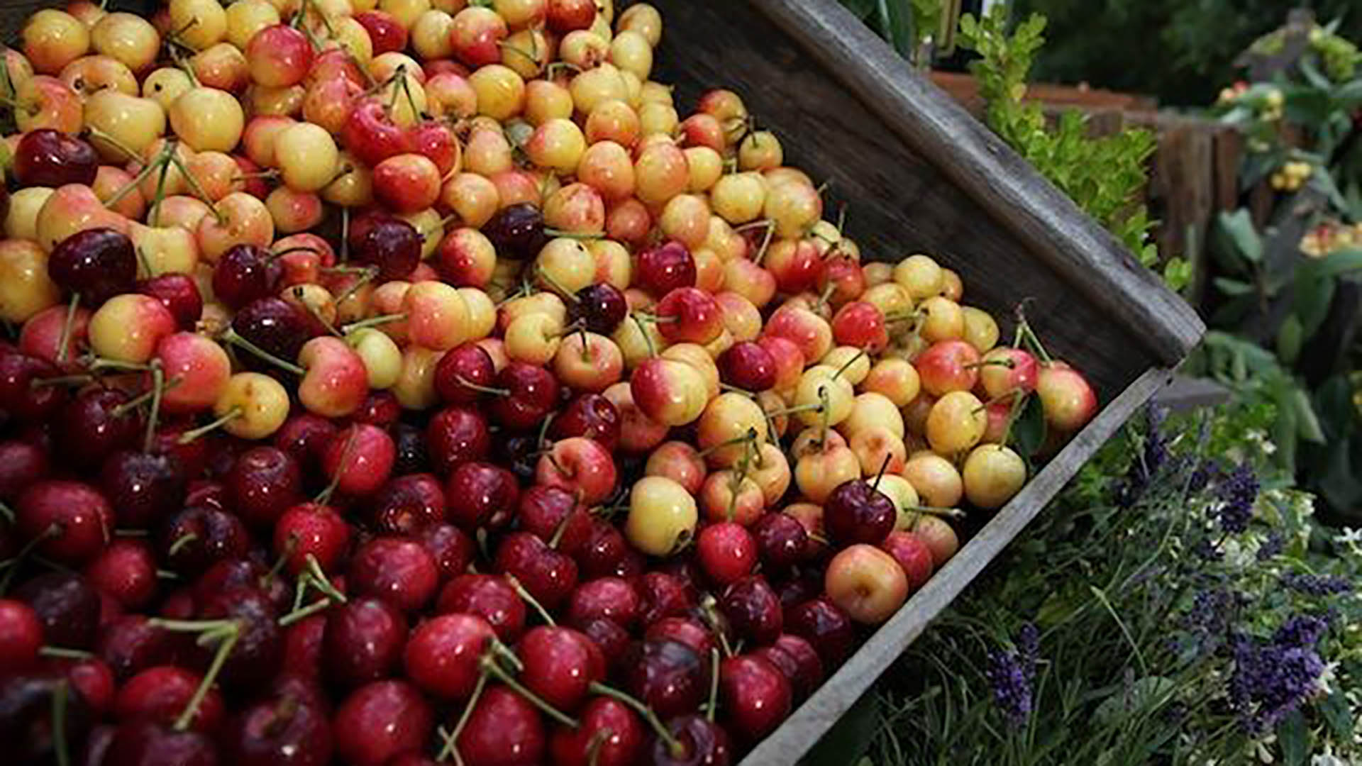 Fresh Cherry Recipies Fresh Cherry Recipies