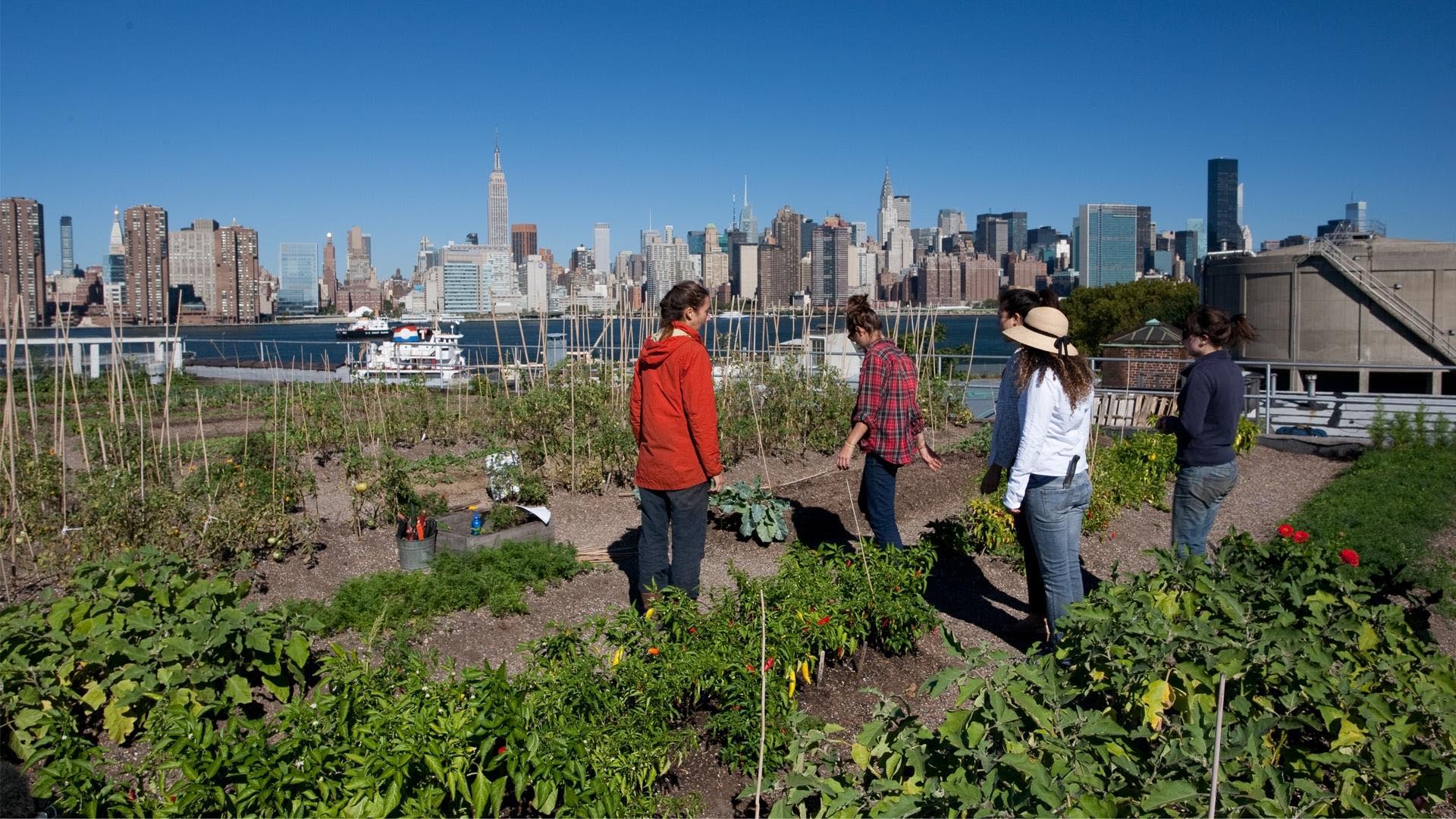 Five people work in a garden across the bay from the New York skyline.