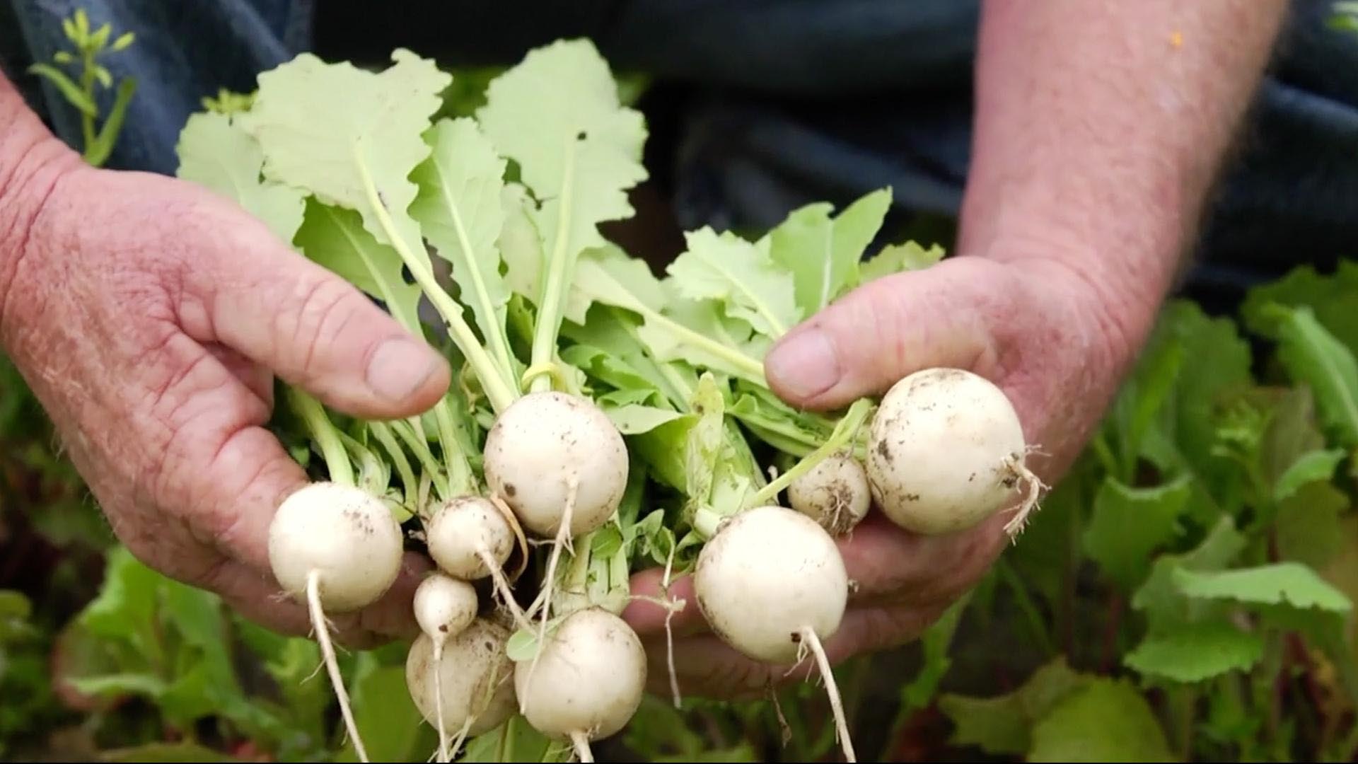 Two hands handle a bunch of turnips.