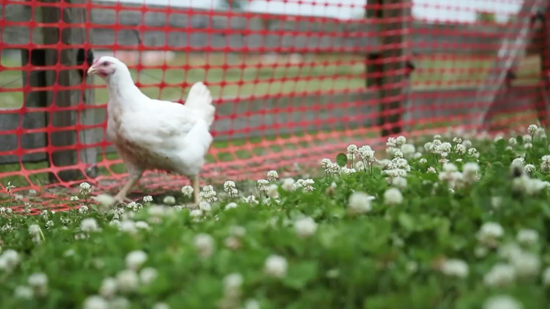 chicken chicken