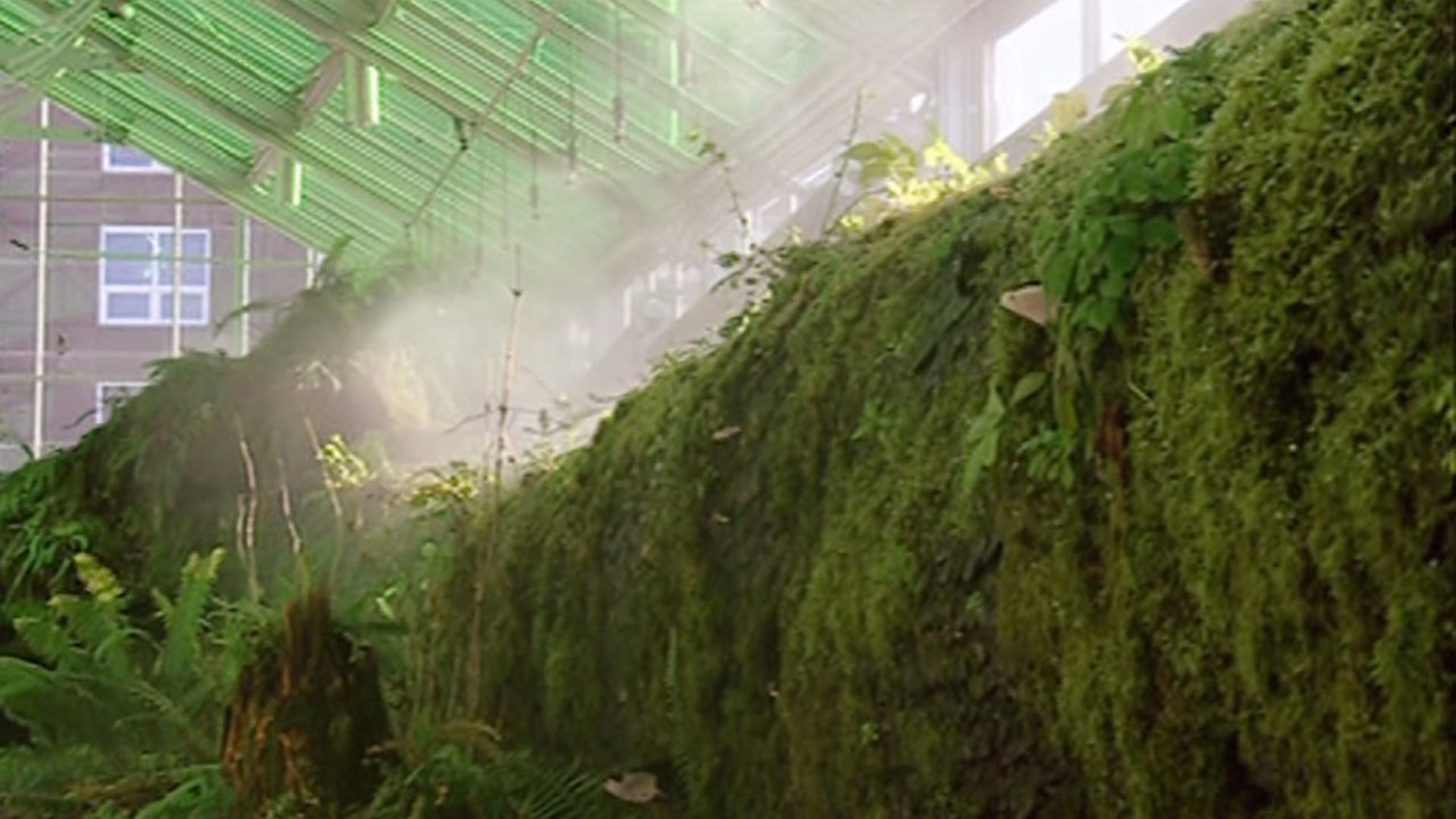 A group of moss and other greenery in a greenhouse.