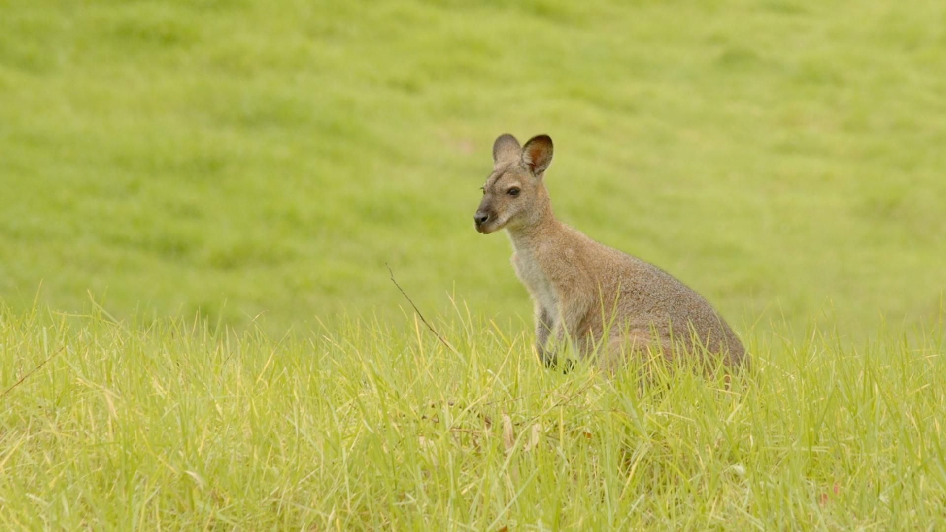 australia australia