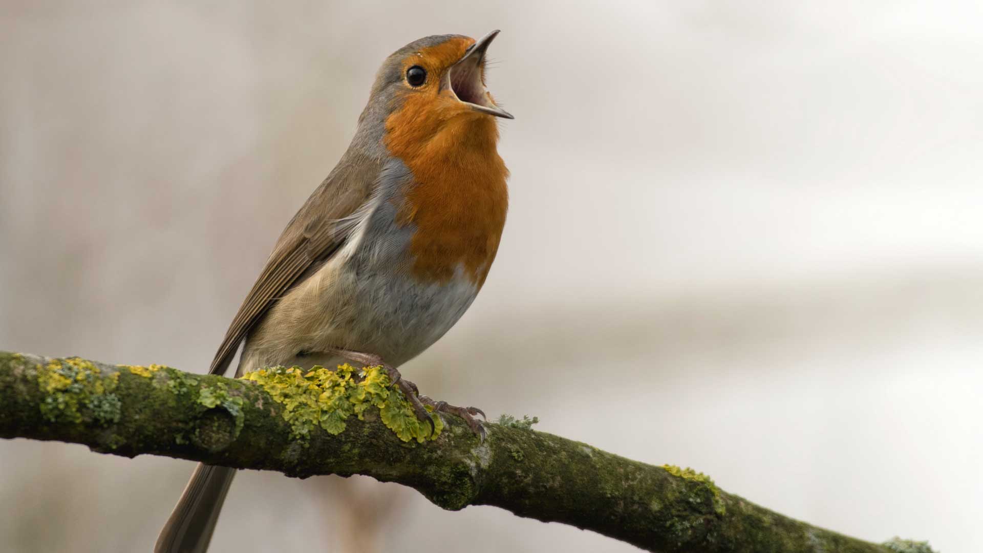 christmas-bird-count christmas-bird-count