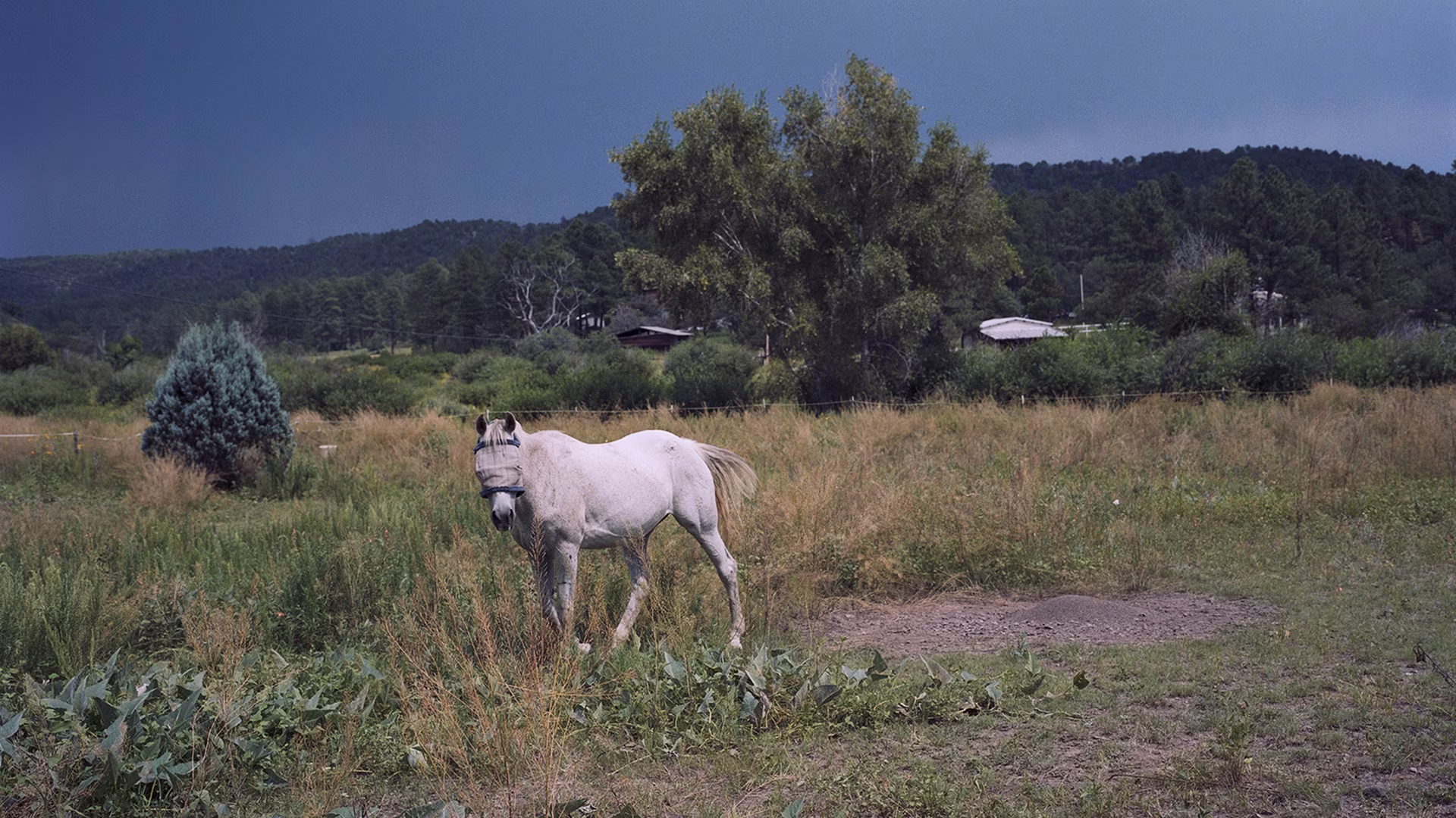 A white horse stands in a grassy field with a tree and distant buildings in the background under a cloudy sky, creating a peaceful scene captured This Week.